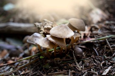 Ormanda bir grup mantar.