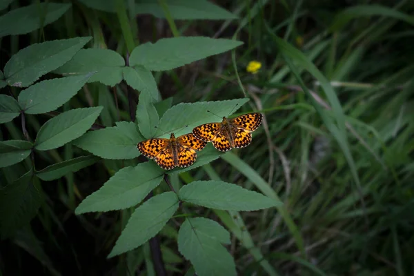 Yaprakların Üzerinde Dinlenen Bir Çift Turuncu Bolorya Öforisi — Stok fotoğraf