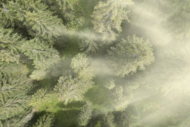 Trentino 'da güneş ışınları ve sisle çevrili bir ormanın dikey hava görüntüsü