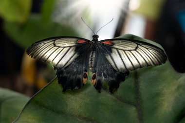 turuncu beyaz ve kırmızı siyah kelebek bir yaprağın üzerinde dinleniyor.