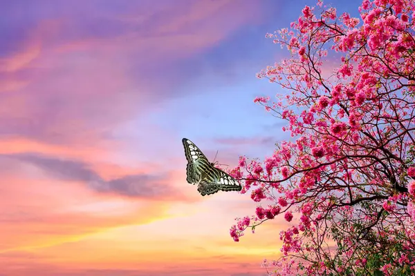 butterfly resting on peach blossoms