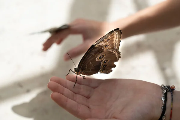 butterflies sitting on top of a person\'s hands