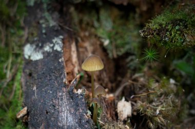 Vahşi mantarlar ölü bir sandıkta doğar.