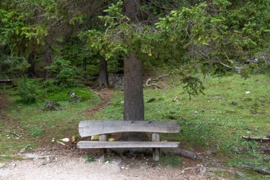 Trentino alto adige 'de bir köknar ağacının altında.