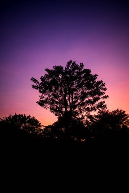 dikey siluet ağacı mor ve pembe alacakaranlık gökyüzü, doğa arka planı