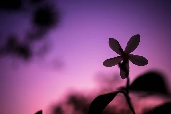 silhouette flower with purple and pink twilight sky , nature background