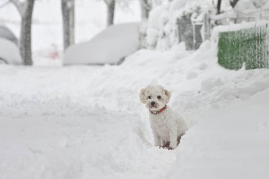 Portrait Of A White Bichon Maltese In Winter Time