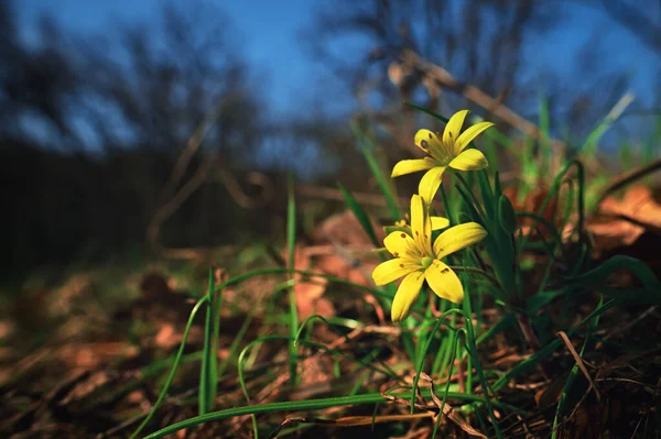 Estrela Amarela Belém Gagea Lutea Primeira Flor Primavera Selvagem — Fotografia de Stock