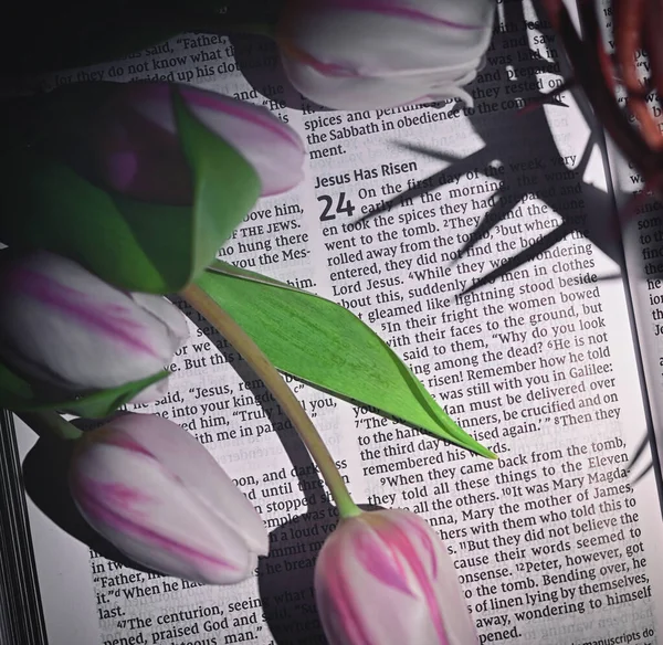 Корона Колючок Тюльпанів Сайті Open Bible — стокове фото