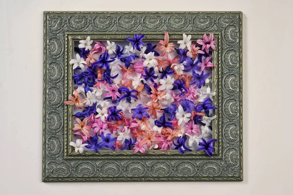 Streszczenie Spring Frame Kolorowe Kwiaty Hiacynt — Zdjęcie stockowe