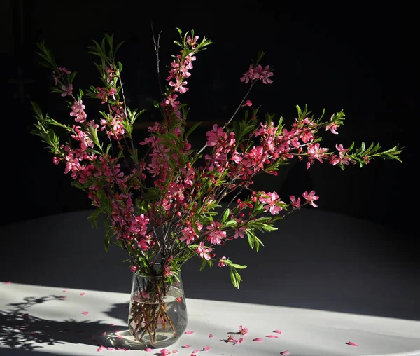 Closeup Pink Cherry Blossoms Vase Black Bacground — Stock Photo, Image