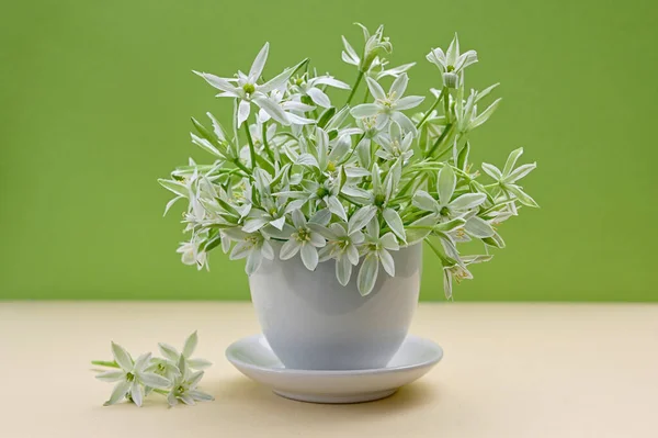 White Flowers Ornithogalum Umbellatum Star Bethlehem Small Vase — Stock Photo, Image