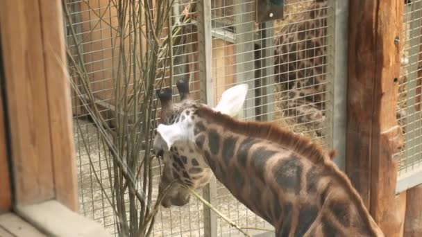 Giraffe Van Dichtbij Als Het Delicaat Knabbelt Twijgen Behuizing Deze — Stockvideo