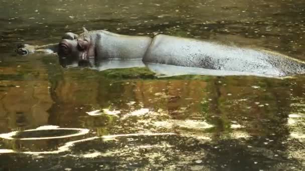 그것은 우아하게 수영으로 Hippopotamus 그것의 강력한 움직임과 고요한 Demeanor를 보여줍니다 — 비디오