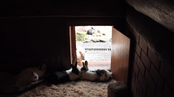 2匹のウサギは干し草のベッドの最中に甘いキスを共有し ウサギが愛情のこのシーンで互いに相互作用するので ウサギの背景でより遊び心のあるウサギがホップします — ストック動画