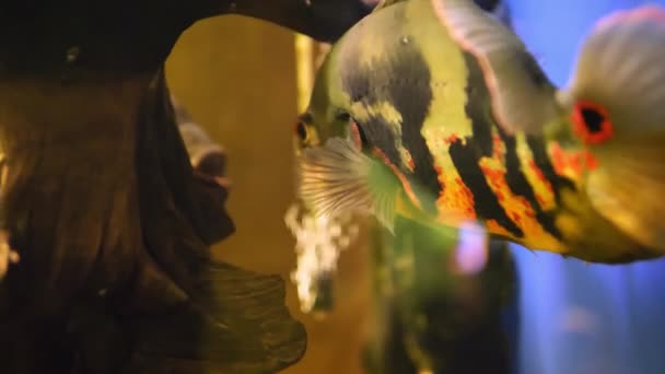 Ryby Půvabně Interagují Jemně Dotýkají Svými Ústy Hypnotizujících Podmořských Záběrech — Stock video
