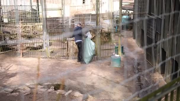Trabajador Del Zoológico Atiende Diligentemente Los Animales Distribuyendo Cuidadosamente Heno — Vídeos de Stock