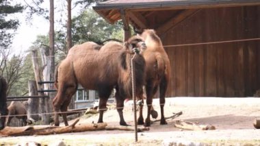 İki Bactrian devesi hayvanat bahçesinde rahatça geziniyor, her adımda yüksek kamburları zarifçe yükseliyor. Bu develer sakin tavırlarıyla habitat ziyaretçilerini keşfederken huzur saçıyorlar..