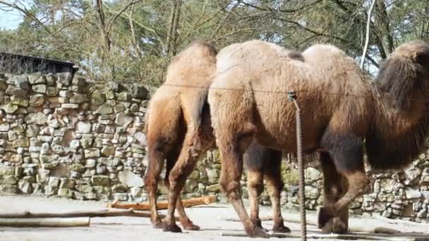 Zwei Baktrische Kamele Schlendern Durch Das Zoogehege Ihr Sanftes Auftreten — Stockvideo