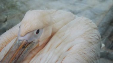 Bu büyüleyici yakın plan çekimde pembe pelikan. Pembe pelikan, kendine özgü pembe tüyleriyle Pembe pelikanların sakin tavırları ve zarif hareketleriyle öne çıkıyor.