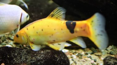 İki balık bir akvaryumun huzurlu sınırları içinde zıt yönlere doğru zarif bir şekilde süzülüyor. Onlar sulak alanlarında gezinirken, her balık sakin sularda kendine has bir yol izler..