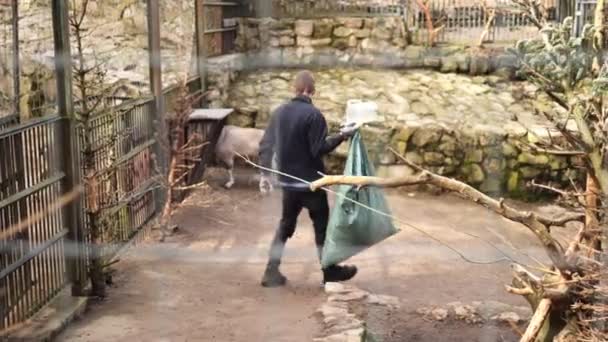 Zoo Trabajador Como Atraviesa Los Terrenos Con Bolsa Considerable Atendiendo — Vídeos de Stock