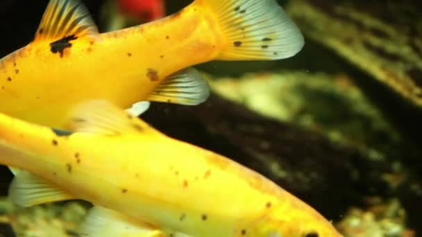 Two Yellow Fish Glide Directions Confines Aquarium Underwater Scene Beauty — Stock Video