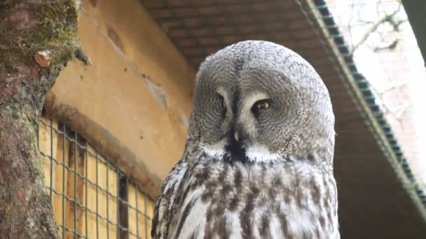 Majestic Owl Adorned Striking Gray Plumage Gracefully Turns Its Head — Stock Video