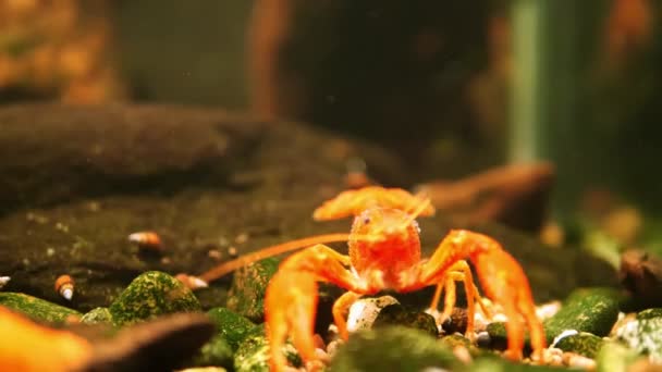 해파리가 수족관 바닥을 해파리와 환경과 대조되는 활기찬 오렌지 해파리로 미끄러지는 — 비디오