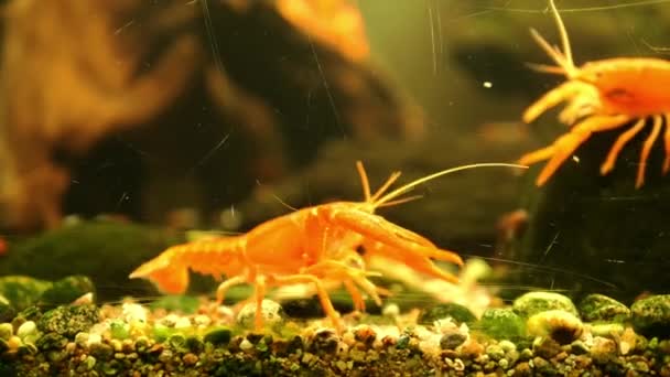 两只生机勃勃的橙色小龙虾在一个水族馆里慢慢地爬向对方当它们探索自己的环境时 它们独特的色彩给水生场景增添了一丝光芒 — 图库视频影像