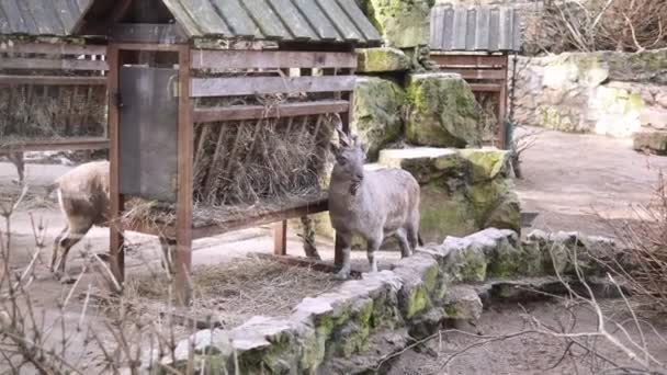 Dos Cabras Amigables Disfrutan Una Fiesta Heno Bebedero Madera Hecho — Vídeos de Stock