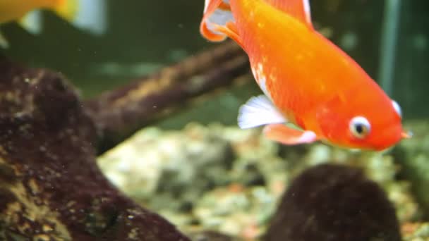 Canlı Kırmızı Balıklar Akvaryumun Huzurlu Sularında Zarifçe Geziniyor Zarif Hareketleri — Stok video