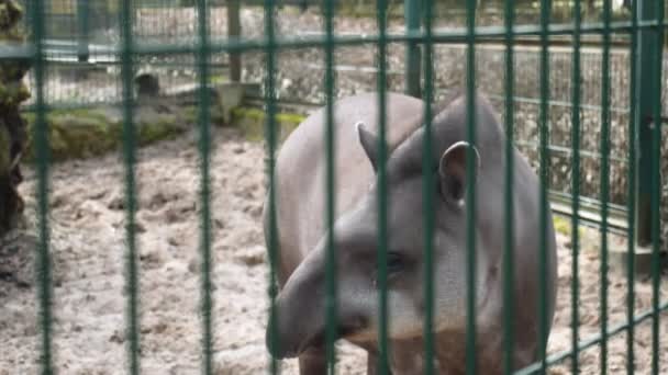 Tapir Wie Anmutig Zaungeländer Des Zoos Steht Und Seine Einzigartige — Stockvideo