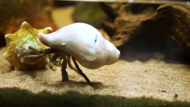 Einsiedlerkrebs Erkundet Die Tiefen Eines Aquarienbodens Und Trägt Sein Gehäuse — Stockvideo
