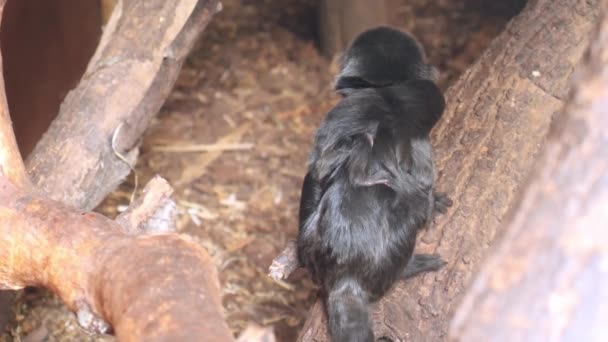 Mała Czarna Małpa Siada Pniu Drzewa Maleńkim Małpiszonem Przylegającym Pleców — Wideo stockowe
