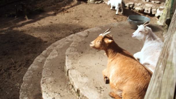 Keçiler Güneşli Güneşin Altında Tembelce Uzanırlar Barışçıl Yaratıklar Yumuşak Kürkleri — Stok video