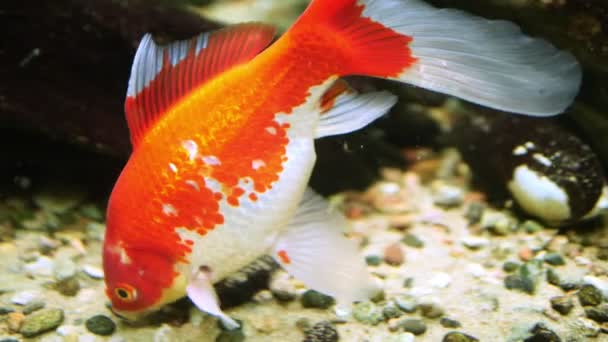 Prachtige Rode Vissen Trekken Elegant Door Het Aquarium Hun Bewegingen — Stockvideo