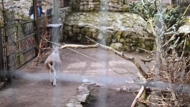 Zoo Worker Que Atienden Diligentemente Los Animales Colocando Cuidadosamente Heno — Vídeos de Stock
