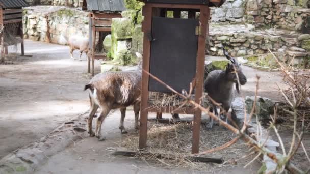 Dos Cabras Juguetonas Disfrutando Heno Recién Cortado Alimentador Madera Rústico — Vídeos de Stock