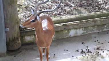 Çarpıcı boynuzları olan görkemli Impala tetikte, gözleri mesafeli. Zarif Impala, vücut bulmuş vahşi dinginliğin ve ihtiyatın özünü yakalar. İmpala, kendi ortamında soğukkanlılıkla yayılır.