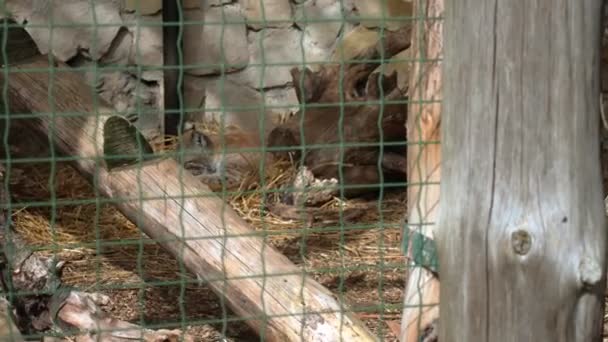 Egy Állatkerti Ketrecben Hiúz Aprólékosan Megmossa Magát Hiúz Természetes Ápolási — Stock videók