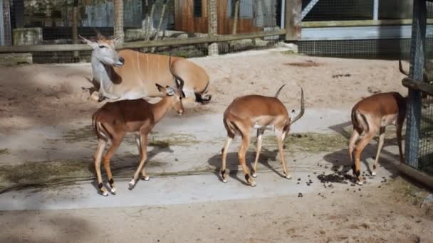 Graceful Impalas Striking Horns Wander Zoos Landscape Observant Impalas Engage — Stock Video