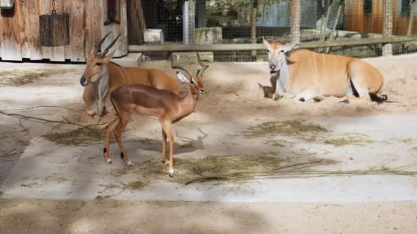 Оповещение Impalas Величественными Рогами Изящно Изучить Зоопарк Вольер Любопытные Проколы — стоковое видео