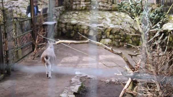 Рига Латвия Марта 2024 Зоопарк Работник Усердно Ухаживают Животными Аккуратно — стоковое видео