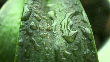 Yaprak bitkisi, suyun pürüzsüz bir şekilde fışkırması gibi parlıyor ve canlı yeşilliğini arttırıyor. Yaprak yaprakları her damlayı yakalar ve büyütür, doğal su kaybını gösterir, yapraklar gelişen büyümeyi temsil eder.