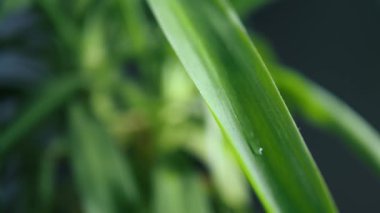 Bir damla su zarif bir şekilde canlı yeşil bir yaprak üzerinde yuvarlanır, yüksek detaylar içinde yakalanır. Her damla ışık altında hareket ederken parlar. Damlanın yolculuğu yaprakların hassas yüzeyini vurguluyor.