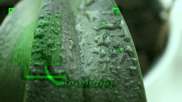 Rostlina Zelených Listů Vzkvétá Jak Kapky Vody Vyživují Každý List — Stock video