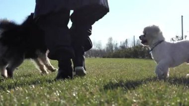Profesyonel köpek eğitmeni çimenli çimlerde oynak bizon friz ve Alman köpekleri ile meşgul oluyor. Açık hava eğitim sırasında enerjik etkileşimler ve köpek arkadaşlığı sergiliyor.