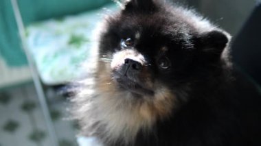 Siyah ve esmer Pomeranya köpeği güneş ışığında güneşleniyor, tuhaf bir ifadeyle soluk soluğa kalıyor, ev ortamında huzurlu bir memnuniyet yayıyor.