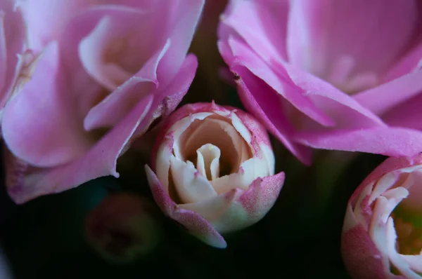 Fénykép Egy Gyönyörű Virág Stúdióban — Stock Fotó